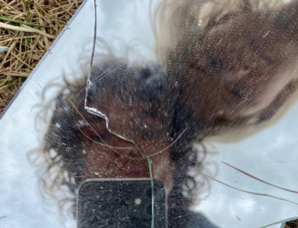 The Healing Power Of Horses