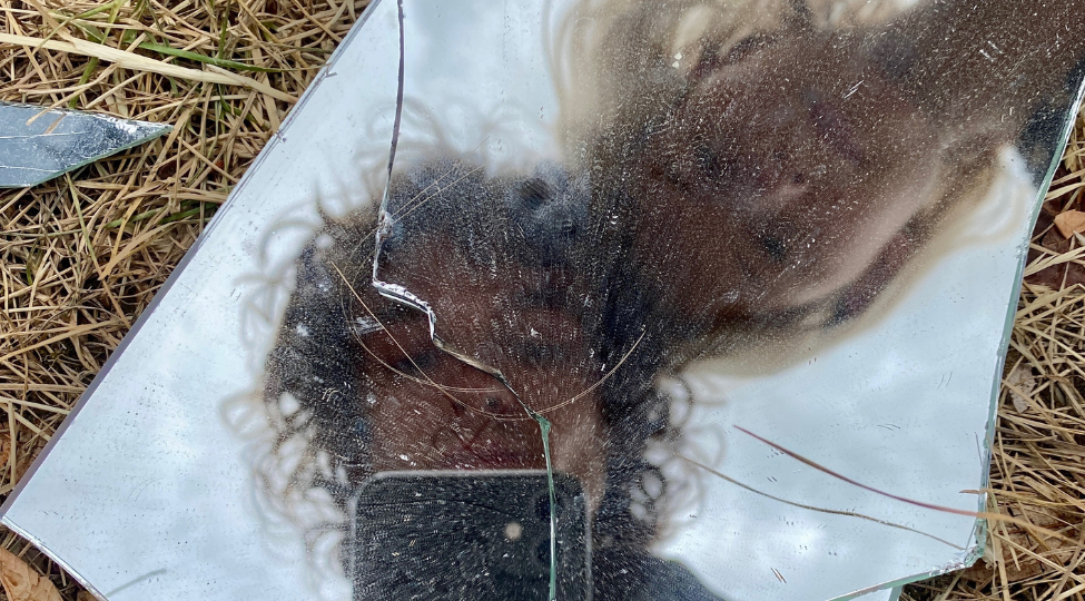 The Healing Power Of Horses